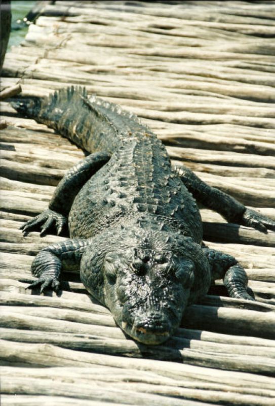 Krokodil an der Lagune